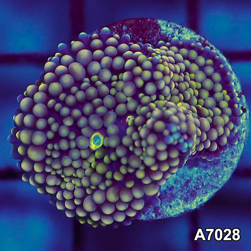 Item#A7028SP7028(S) WYSIWYG Florida Ultra Ricordea Mushroom
