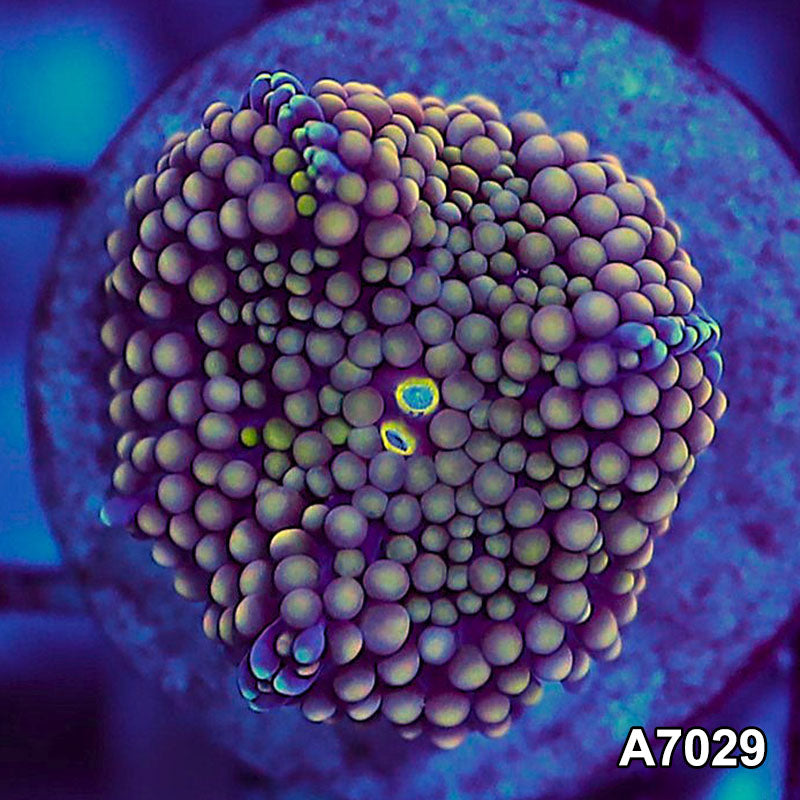 Item#A7029SP7029(S) WYSIWYG Florida Ultra Ricordea Mushroom