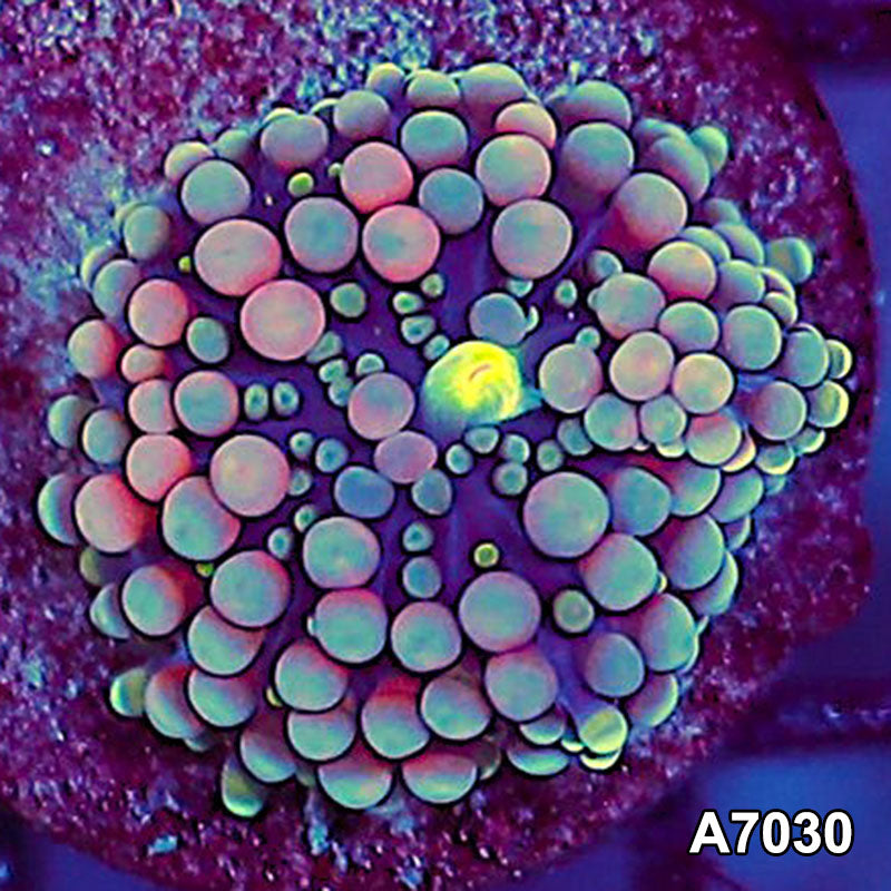 Item#A7030SP7030(S) WYSIWYG Florida Ultra Ricordea Mushroom
