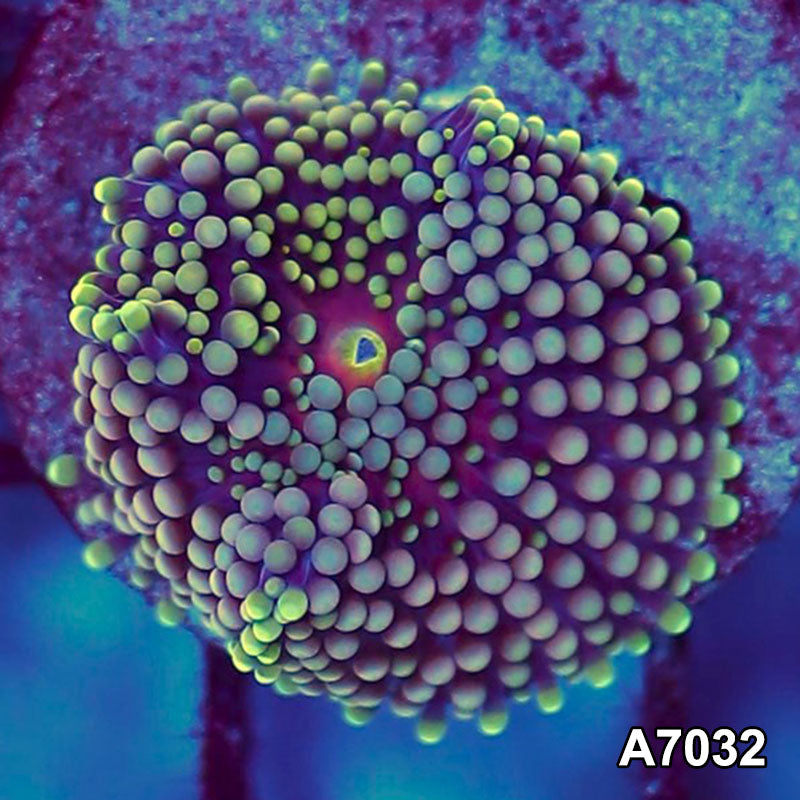 Item#A7032SP7032(S) WYSIWYG Florida Ultra Ricordea Mushroom
