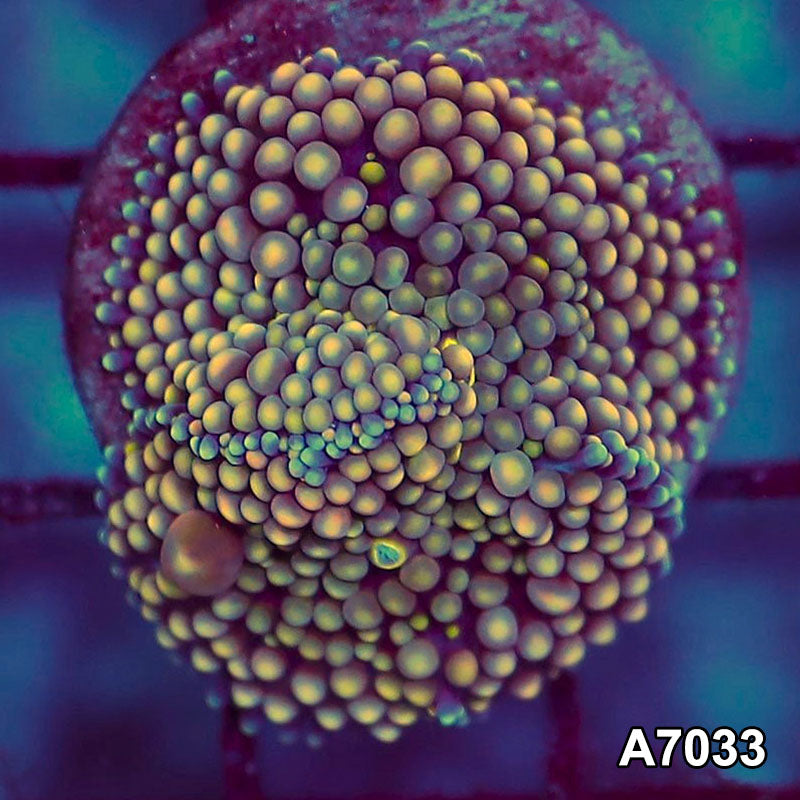 Item#A7033SP7033(S) WYSIWYG Florida Ultra Ricordea Mushroom