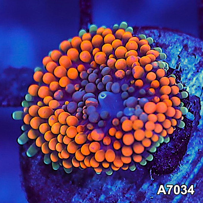 Item#A7034SP7034(S) WYSIWYG Florida Ultra Orange Ricordea Mushroom