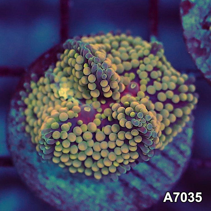 Item#A7035SP7035(S) WYSIWYG Florida Ultra Ricordea Mushroom