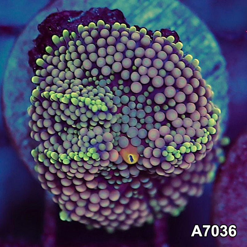 Item#A7036SP7036(S) WYSIWYG Florida Ultra Ricordea Mushroom