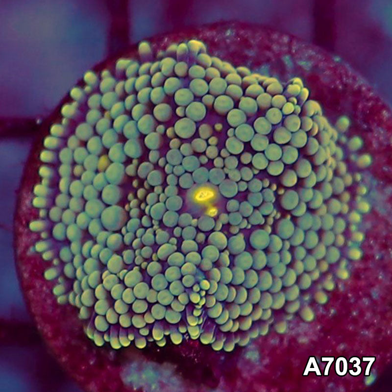 Item#A7037SP7037(S) WYSIWYG Florida Ultra Ricordea Mushroom