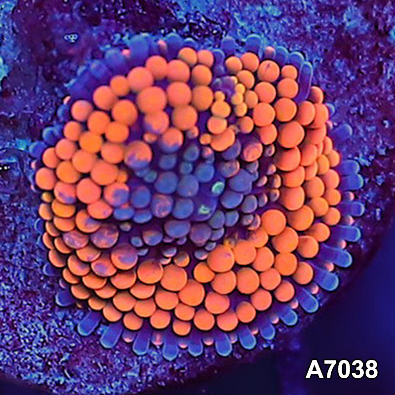 Item#A7038SP7038(S) WYSIWYG Florida Ultra Orange Ricordea Mushroom