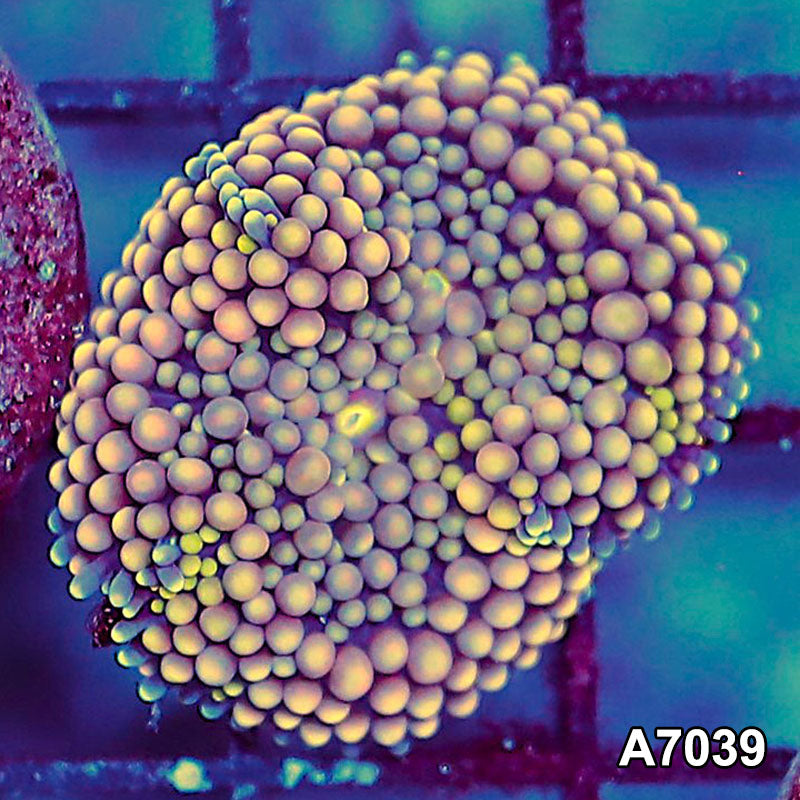 Item#A7039SP7039(S) WYSIWYG Florida Ultra Ricordea Mushroom
