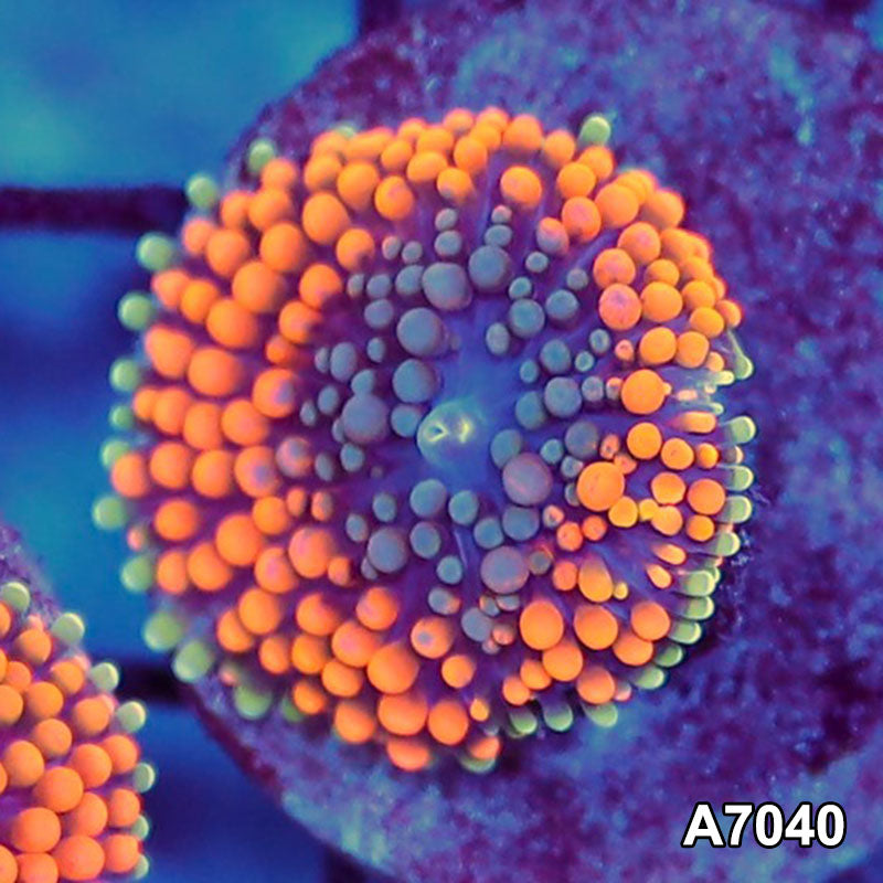 Item#A7040SP7040(S) WYSIWYG Florida Ultra Orange Ricordea Mushroom