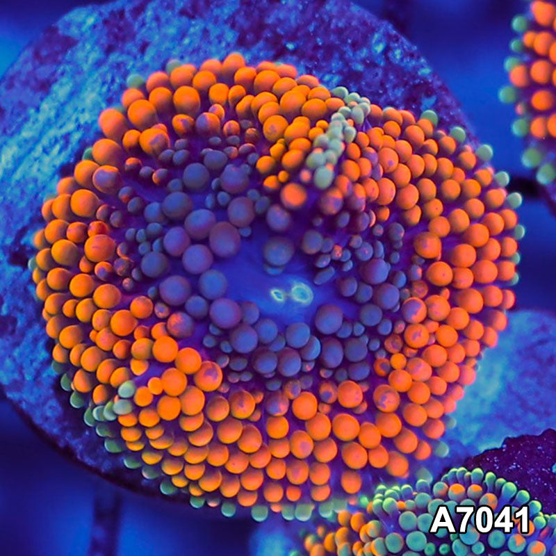 Item#A7041SP7041(S) WYSIWYG Florida Ultra Orange Ricordea Mushroom