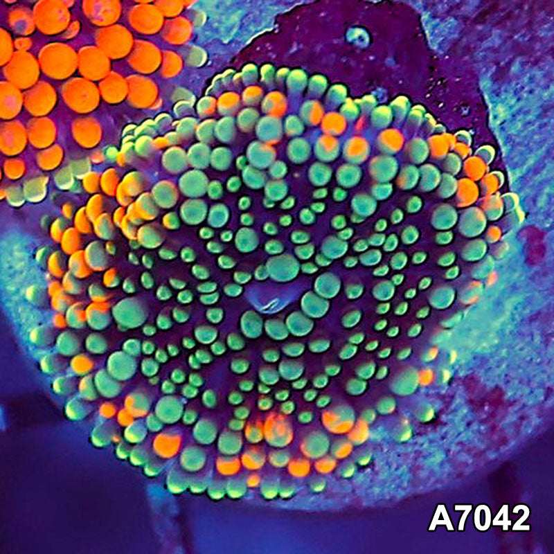 Item#A7042SP7042(S) WYSIWYG Florida Ultra Orange Ricordea Mushroom