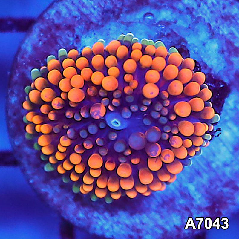 Item#A7043SP7043(S) WYSIWYG Florida Ultra Orange Ricordea Mushroom