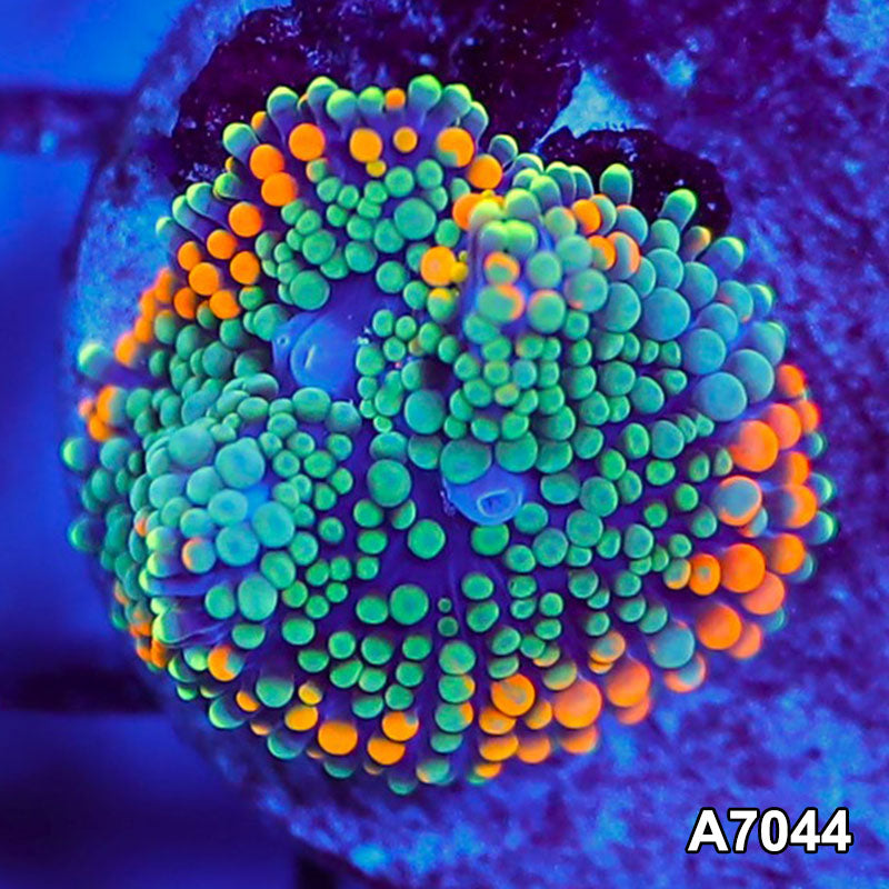 Item#A7044SP7044(S) WYSIWYG Florida Ultra Orange Ricordea Mushroom