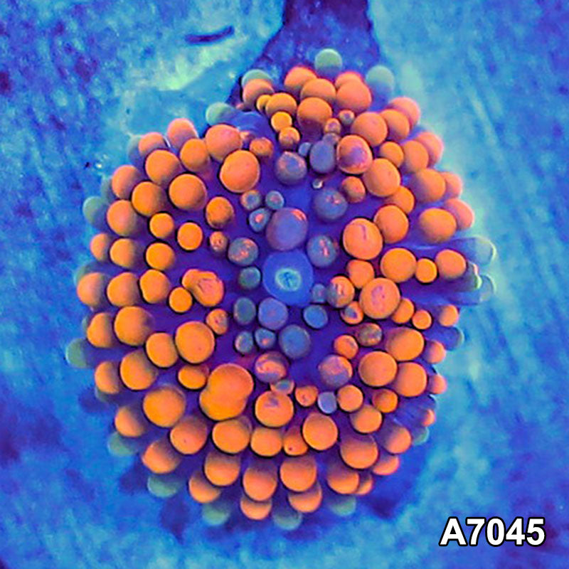 Item#A7045SP7045(S) WYSIWYG Florida Ultra Orange Ricordea Mushroom