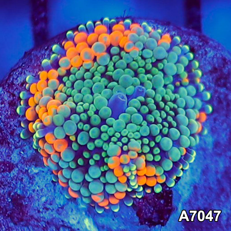 Item#A7047SP7047(S) WYSIWYG Florida Ultra Orange Ricordea Mushroom