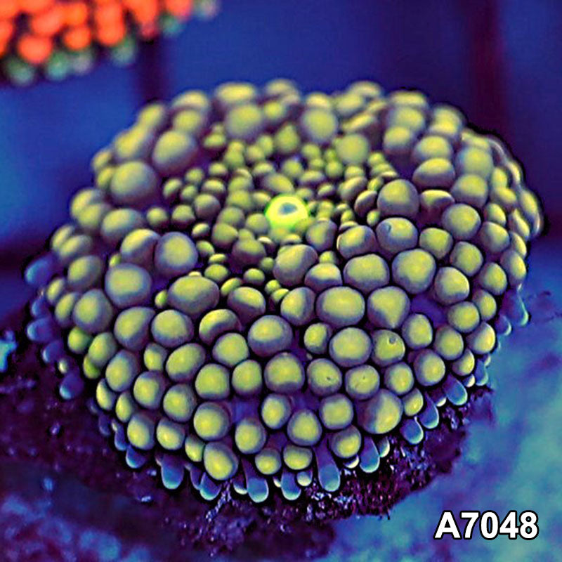 Item#A7048SP7048(S) WYSIWYG Florida Ultra Ricordea Mushroom