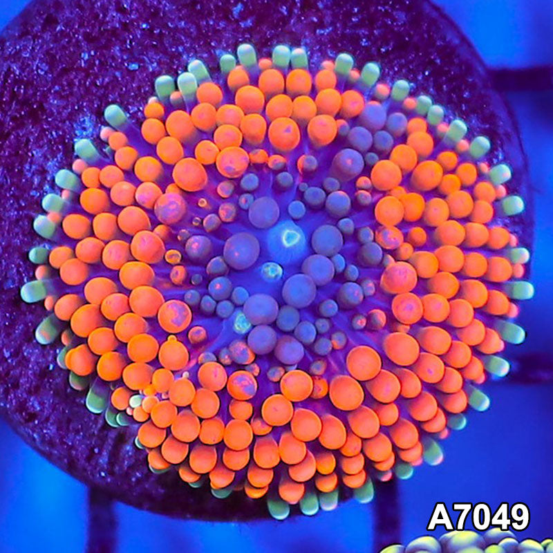Item#A7049SP7049(S) WYSIWYG Florida Ultra Orange Ricordea Mushroom