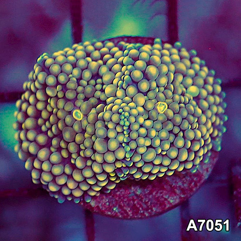 Item#A7051SP7051(S) WYSIWYG Florida Ultra Ricordea Mushroom