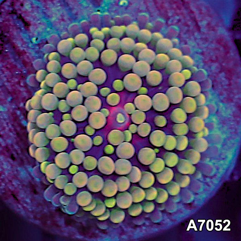 Item#A7052SP7052(S) WYSIWYG Florida Ultra Ricordea Mushroom