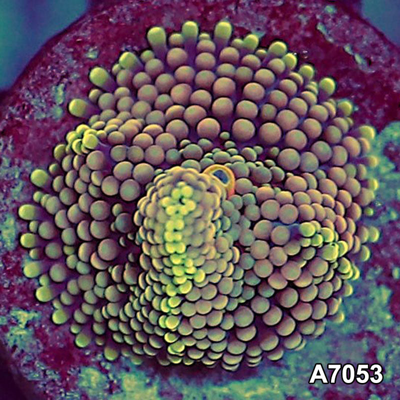 Item#A7053SP7053(S) WYSIWYG Florida Ultra Ricordea Mushroom