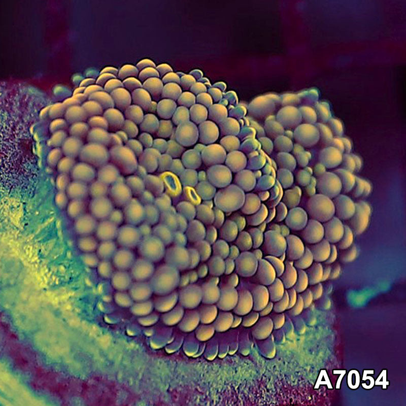 Item#A7054SP7054(S) WYSIWYG Florida Ultra Ricordea Mushroom