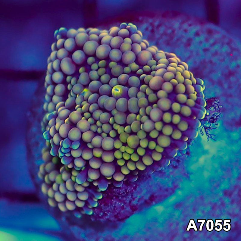 Item#A7055SP7055(S) WYSIWYG Florida Ultra Ricordea Mushroom