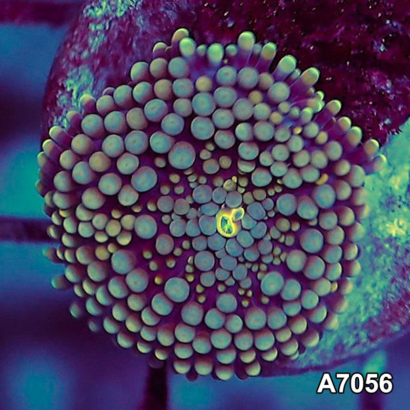 Item#A7056SP7056(S) WYSIWYG Florida Ultra Ricordea Mushroom