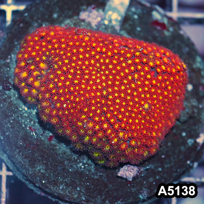 Item#A5138IN5138(M) WYSIWYG Indo Maricultured Ultra Micro Polyp Goniopora Colony