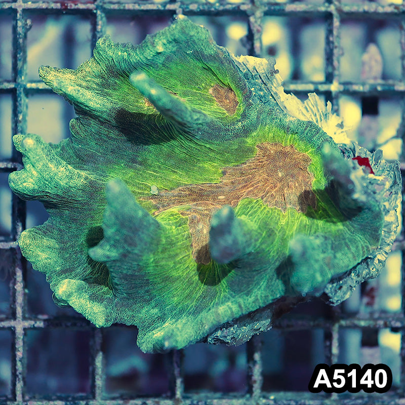 Item#A5140IN5140(S) WYSIWYG Indo Rainbow Pectinia Frag