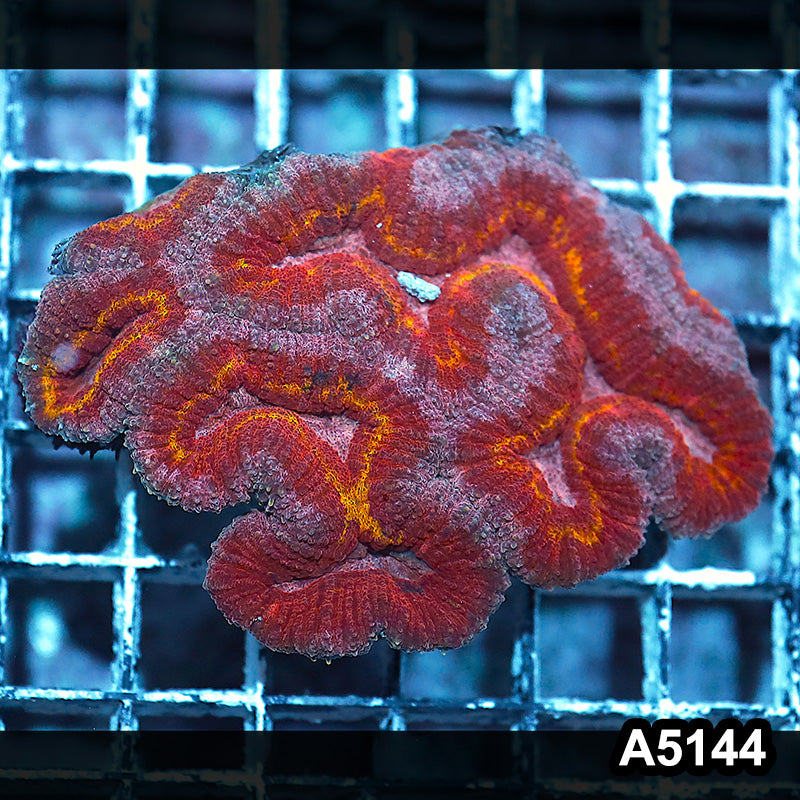 Item#A5144IN5144(M) WYSIWYG Indo Rainbow Symphyllia Colony