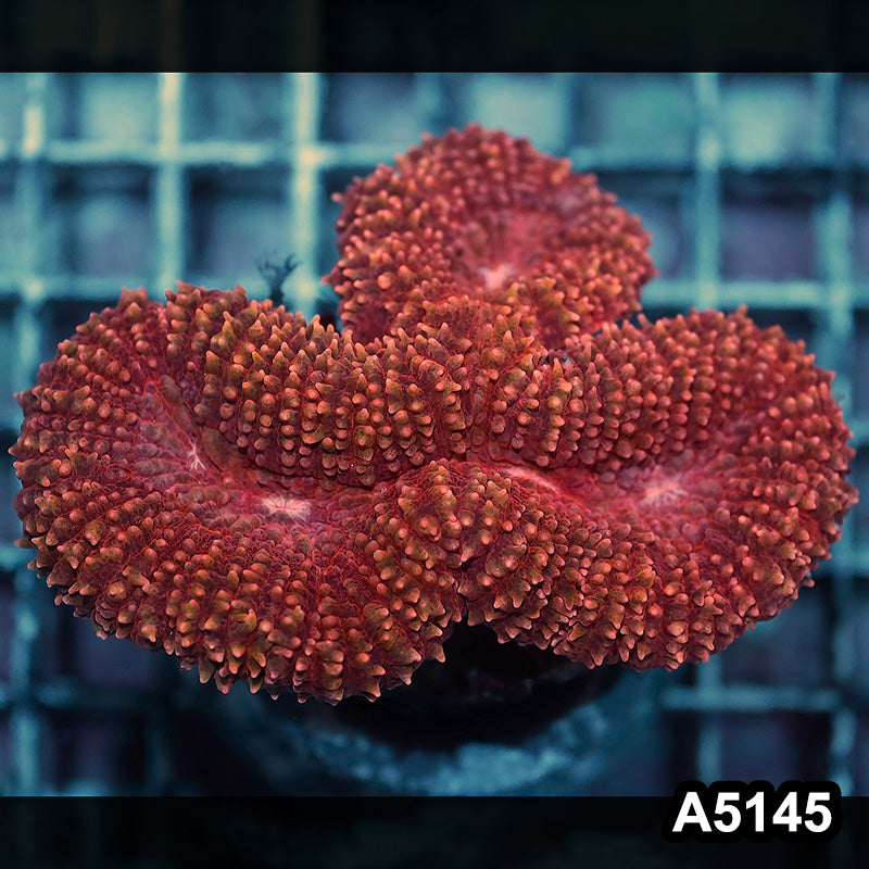 Item#A5145IN5145(M) WYSIWYG Indo Ultra Hairy Lobophyllia