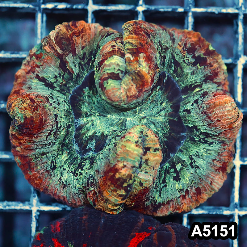 Item#A5151IN5151(S) WYSIWYG Indo Ultra Unique Wellsophyllia
