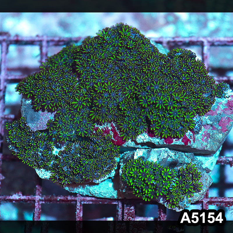 Item#A5154IN5154(M) WYSIWYG Indo Blue Sympodium Colony