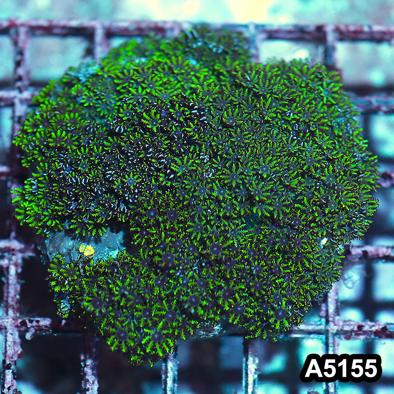 Item#A5155IN5155(M) WYSIWYG Indo Blue Sympodium Colony
