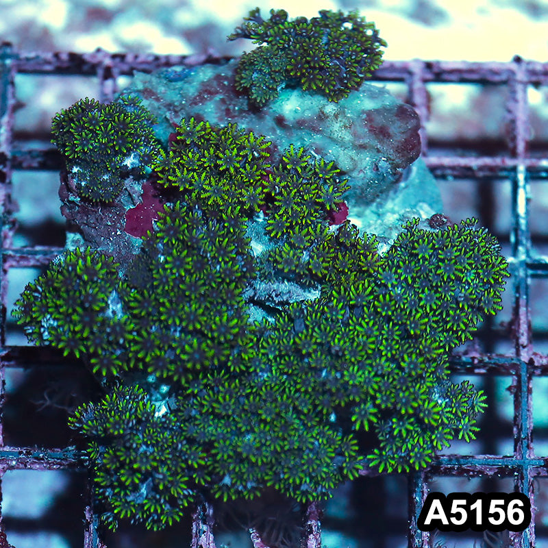 Item#A5156IN5156(M) WYSIWYG Indo Blue Sympodium Colony