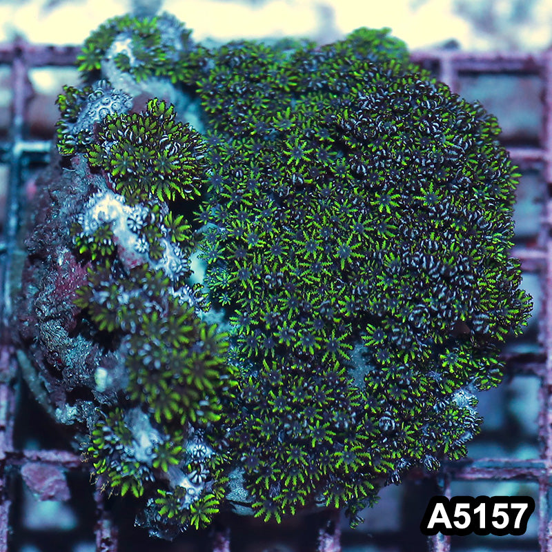Item#A5157IN5157(M) WYSIWYG Indo Blue Sympodium Colony