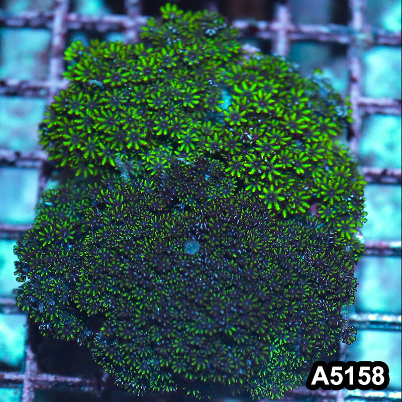 Item#A5158IN5158(M) WYSIWYG Indo Blue Sympodium Colony