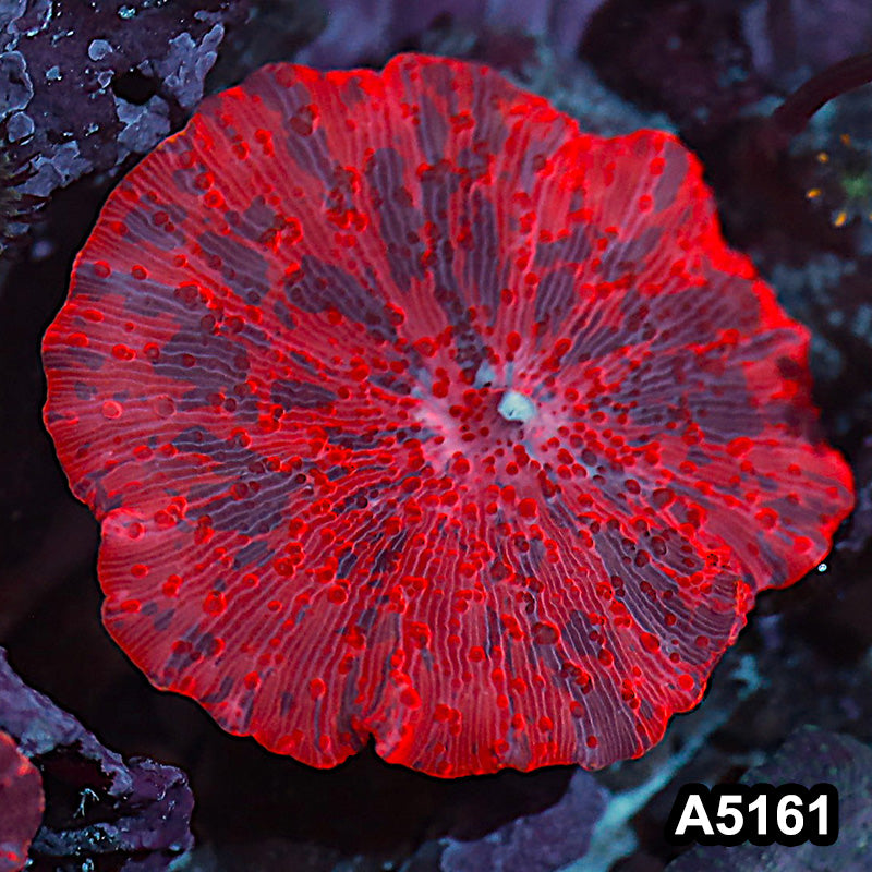 Item#A5161IN5161(S) WYSIWYG Aussie Ultra Unique Deadpool Mushroom