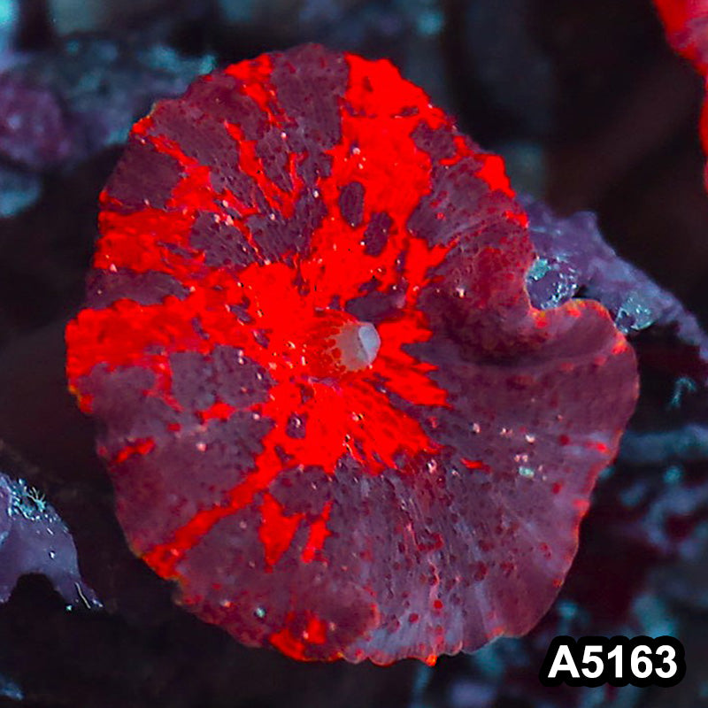 Item#A5163IN5163(S) WYSIWYG Aussie Ultra Unique Deadpool Mushroom