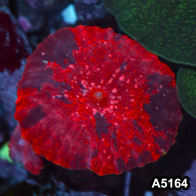 Item#A5164IN5164(S) WYSIWYG Aussie Ultra Unique Deadpool Mushroom