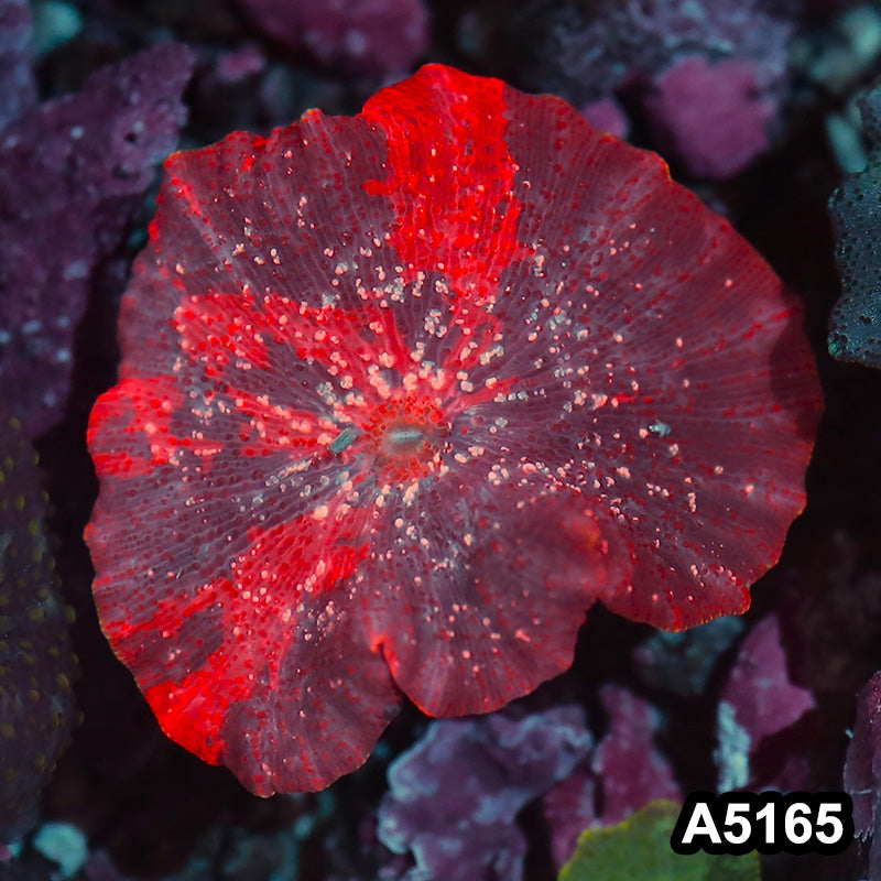 Item#A5165IN5165(S) WYSIWYG Aussie Ultra Unique Deadpool Mushroom