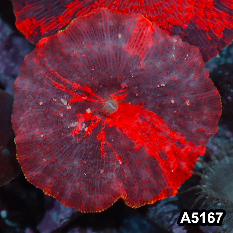 Item#A5167IN5167(S) WYSIWYG Aussie Ultra Unique Deadpool Mushroom