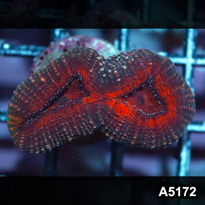 Item#A5172IN5172(S) WYSIWYG Aussie Ultra Lobophyllia Frag
