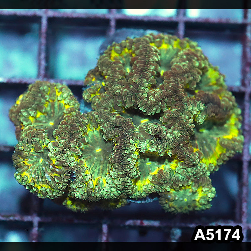 Item#A5174IN5174(S) WYSIWYG Indo Ultra Unique Blastomussa Colony