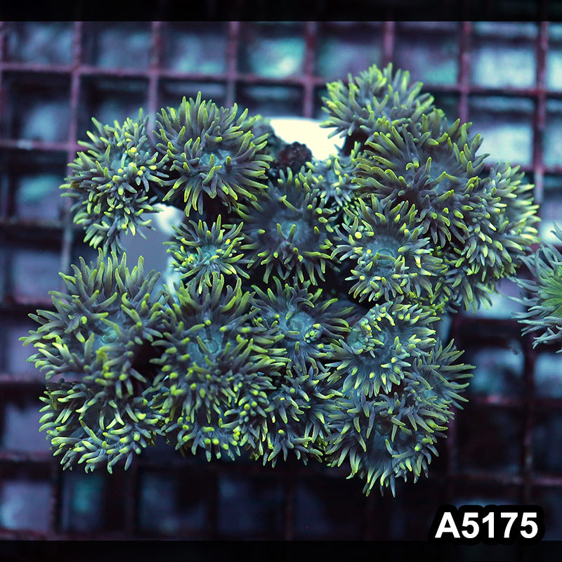 Item#A5175IN5175(M) WYSIWYG Aussie Ultra Duncan Colony