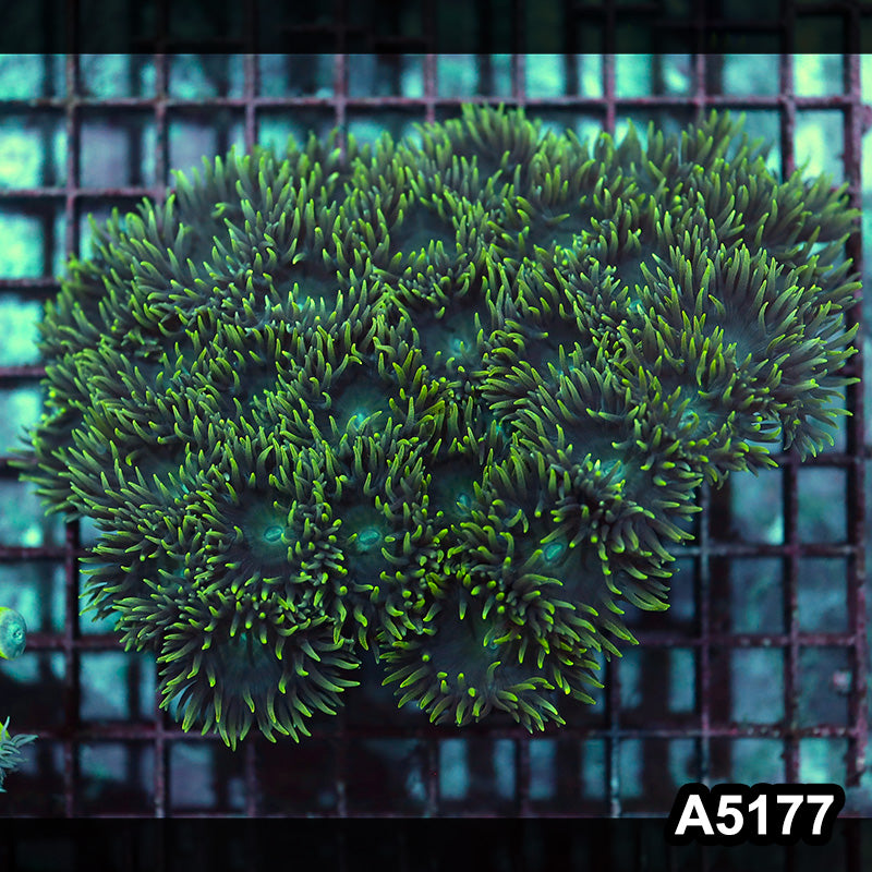 Item#A5177IN5177(L) WYSIWYG Aussie Ultra Duncan Colony
