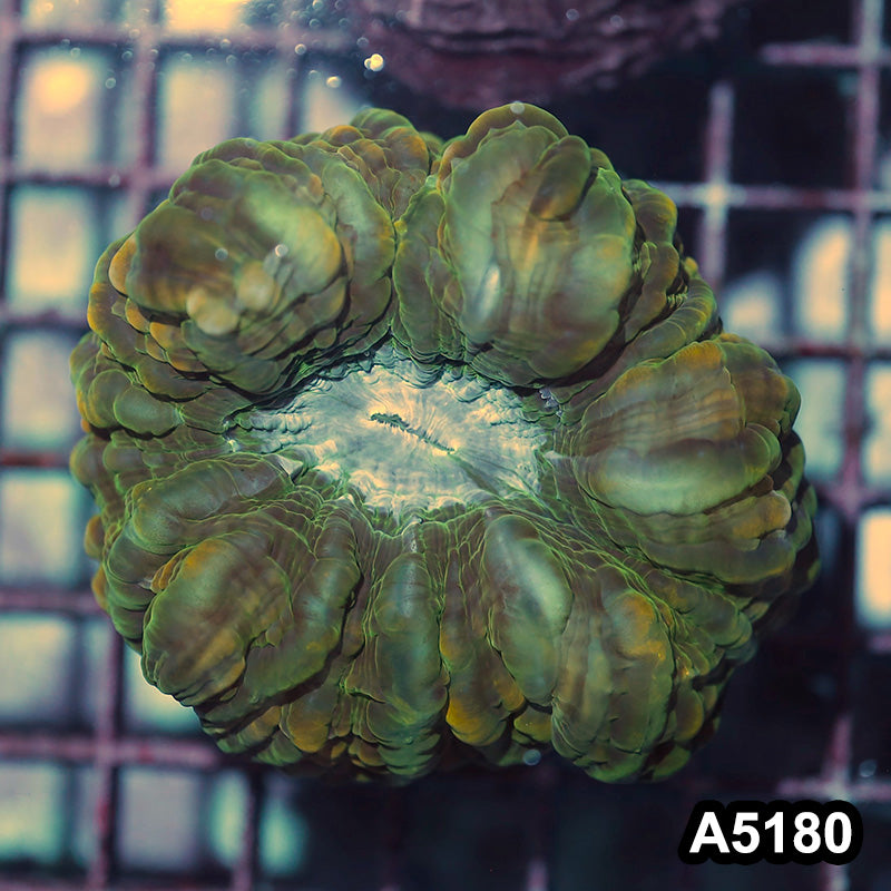 Item#A5180IN5180(S) WYSIWYG Indo Ultra Unique Cynarina