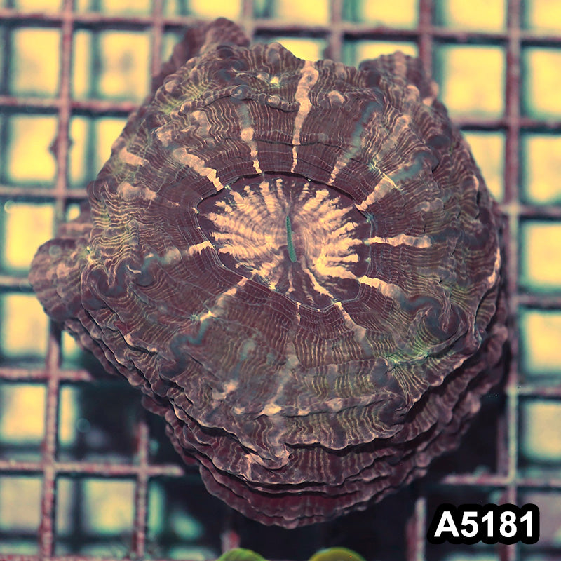 Item#A5181IN5181(M) WYSIWYG Indo Ultra Unique Indophyllia