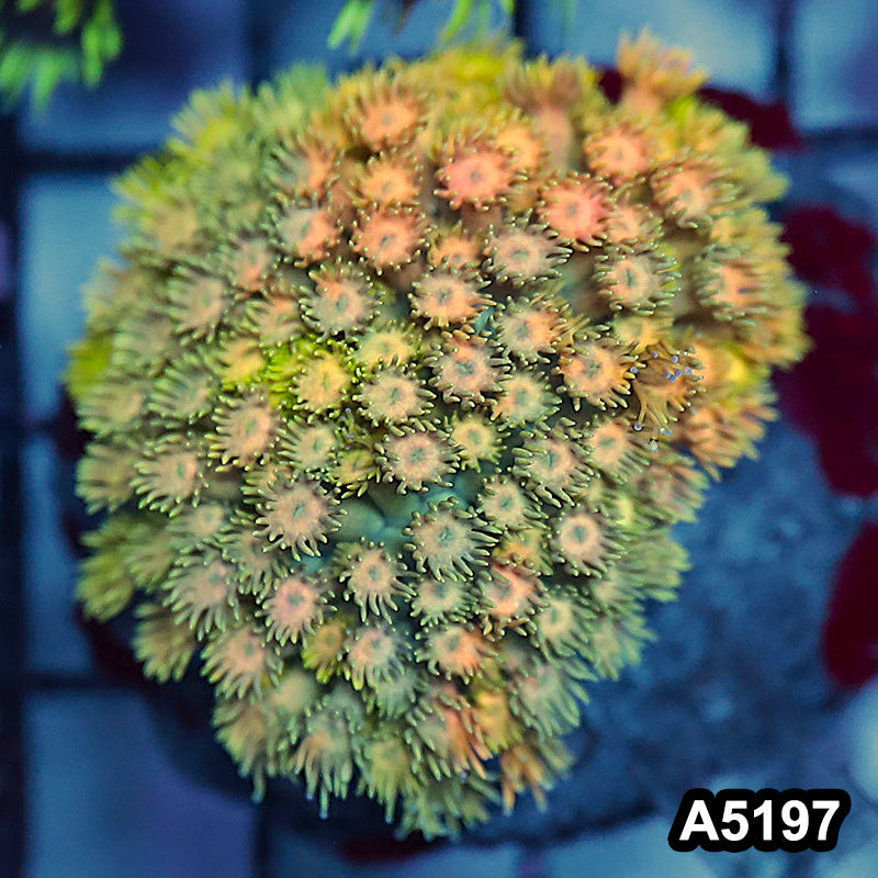 Item#A5197RW5197(S) WYSIWYG Indo Maricultured Rainbow Goniopora