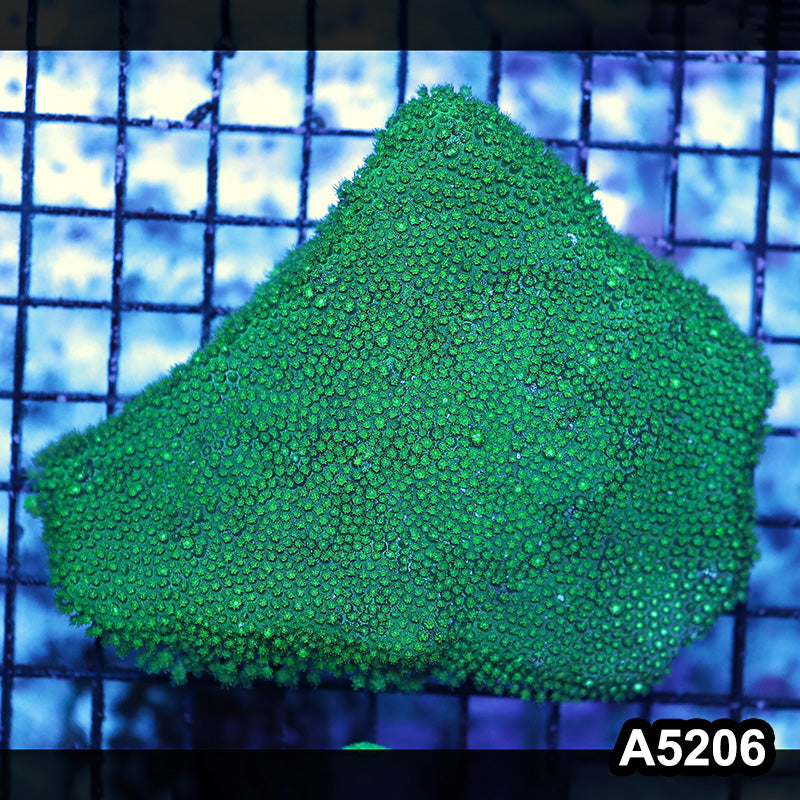 Item#A5206RW5206(M) WYSIWYG Aussie Ultra Micro Polyp Goniopora Mini Colony