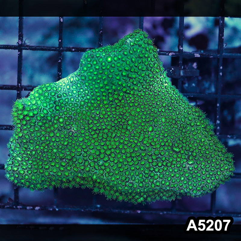 Item#A5207RW5207(M) WYSIWYG Aussie Ultra Micro Polyp Goniopora Mini Colony